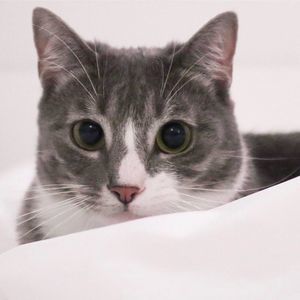 Meet your Posher, Ness